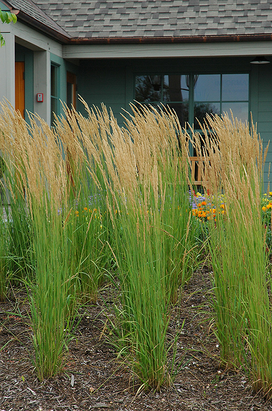 Karl Foerster Reed Grass (Calamagrostis x acutiflora 'Karl Foerster') at Alsip Home and Nursery