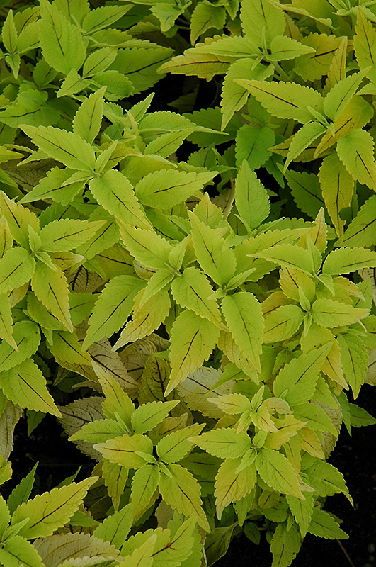 The Line Coleus (Solenostemon scutellarioides 'The Line') at Alsip Home and Nursery