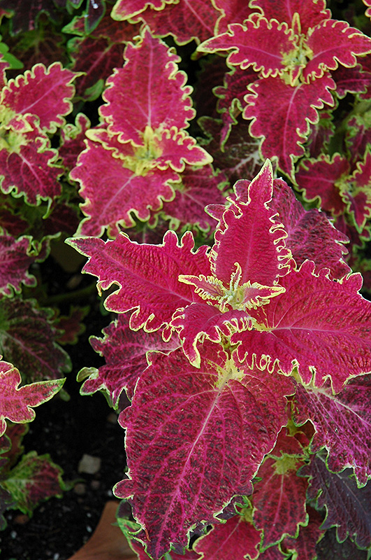 Tiger Lily Coleus (Solenostemon scutellarioides 'Tiger Lily') at Alsip Home and Nursery