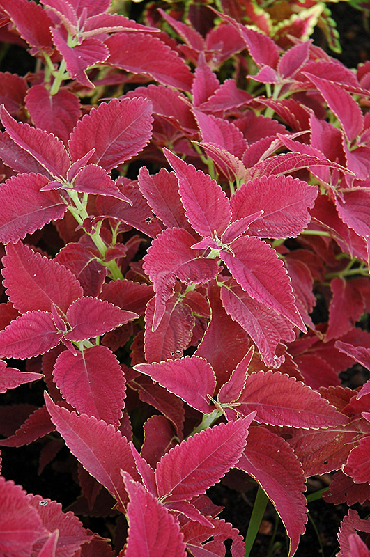 Red Planet Coleus (Solenostemon scutellarioides 'Red Planet') at Alsip Home and Nursery