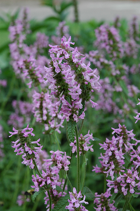 Betony (Stachys officinalis) at Alsip Home and Nursery