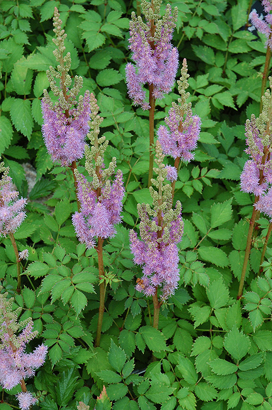 Dwarf Chinese Astilbe (Astilbe chinensis 'Pumila') at Alsip Home and Nursery