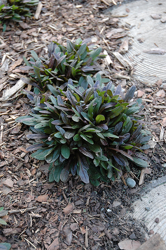 Chocolate Chip Bugleweed (Ajuga reptans 'Chocolate Chip') at Alsip Home and Nursery