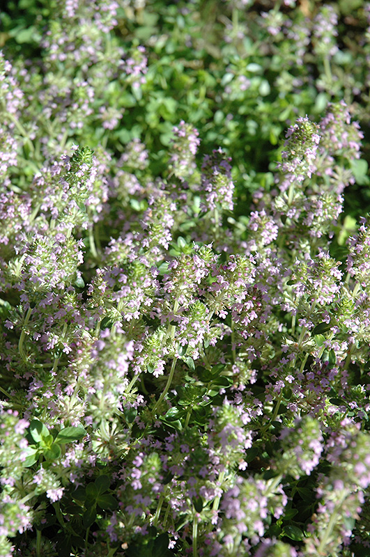 Goldstep Thyme (Thymus 'Goldstep') at Alsip Home and Nursery