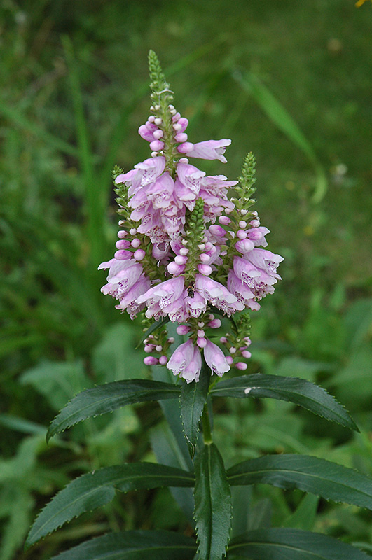 Obedient Plant (Physostegia virginiana) at Alsip Home and Nursery