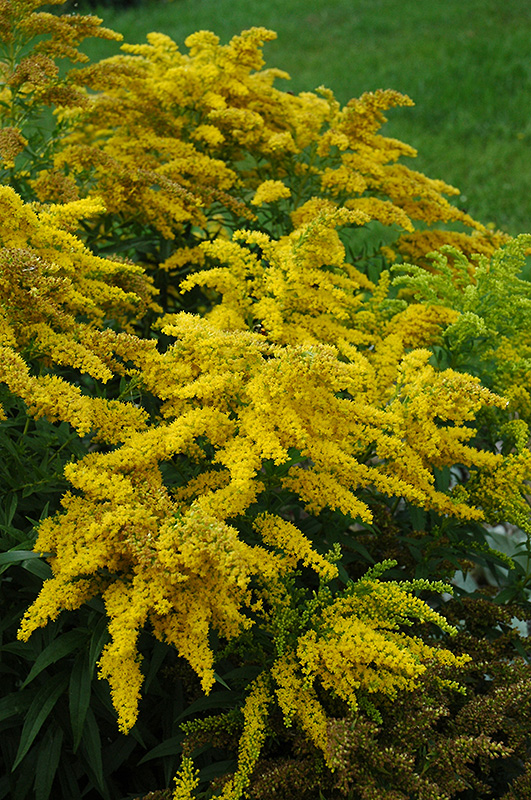 Crown Of Rays Goldenrod (Solidago 'Crown Of Rays') at Alsip Home and Nursery
