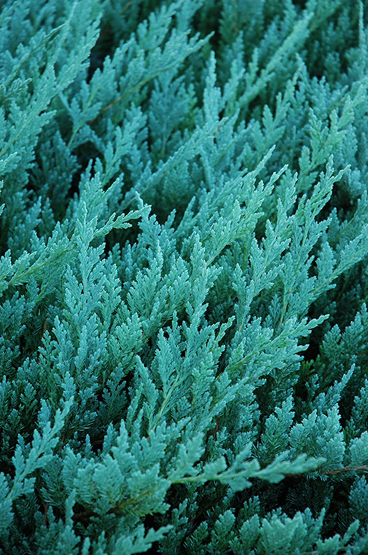 Blue Chip Juniper (Juniperus horizontalis 'Blue Chip') at Alsip Home and Nursery