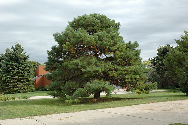 Scotch Pine (Pinus sylvestris) at Alsip Home and Nursery