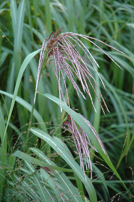 Maiden Grass (Miscanthus sinensis) at Alsip Home and Nursery