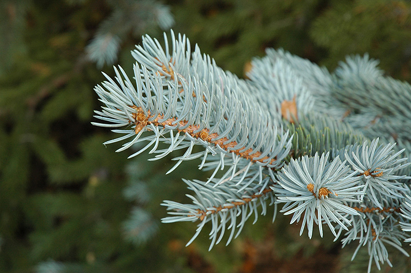 Blue Colorado Spruce (Picea pungens 'var. glauca') at Alsip Home and Nursery