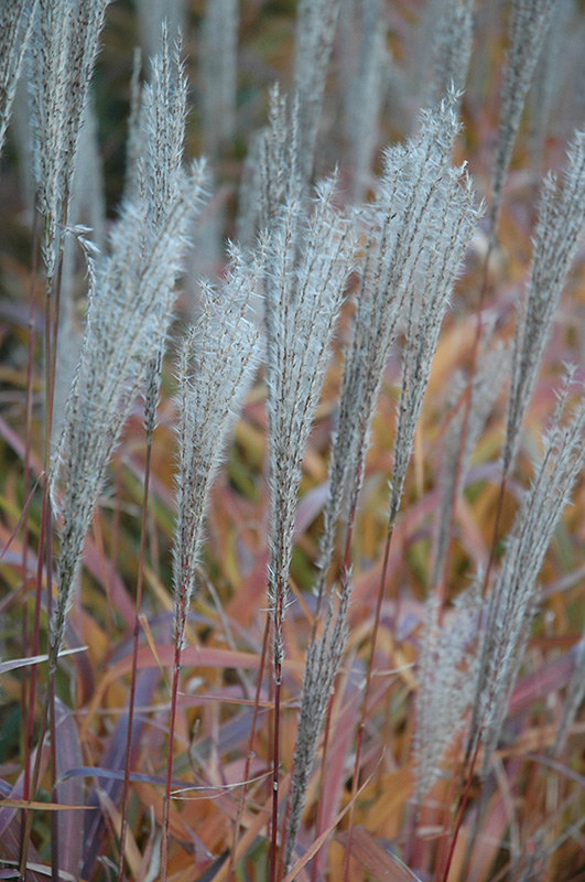Flame Grass (Miscanthus sinensis 'Purpurascens') at Alsip Home and Nursery