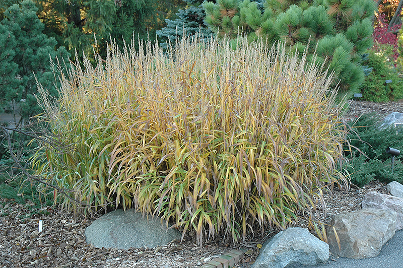 Frost Grass (Spodiopogon sibiricus) at Alsip Home and Nursery