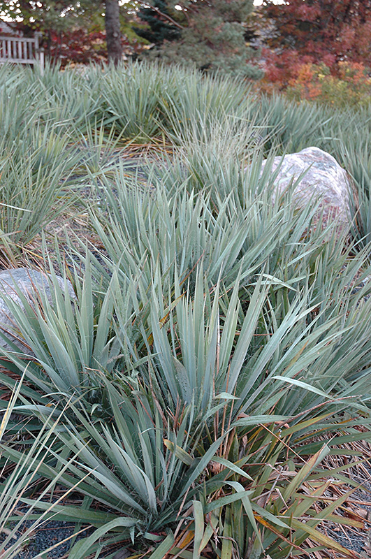 Adam's Needle (Yucca filamentosa) at Alsip Home and Nursery