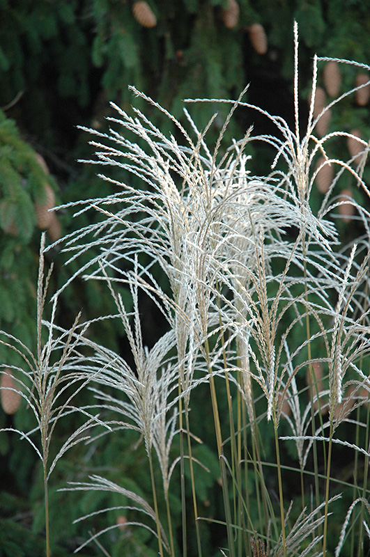 Graziella Maiden Grass (Miscanthus sinensis 'Graziella') at Alsip Home and Nursery