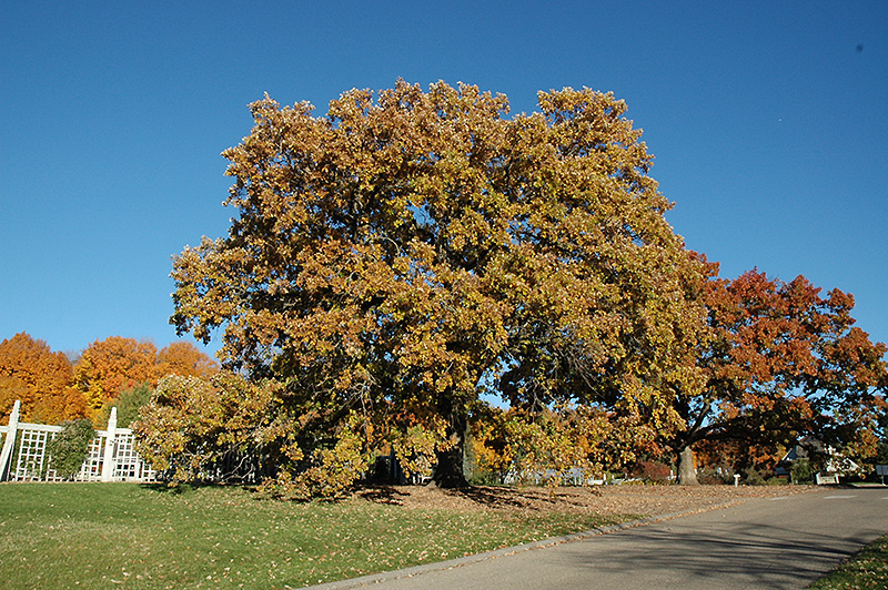 Bur Oak (Quercus macrocarpa) at Alsip Home and Nursery