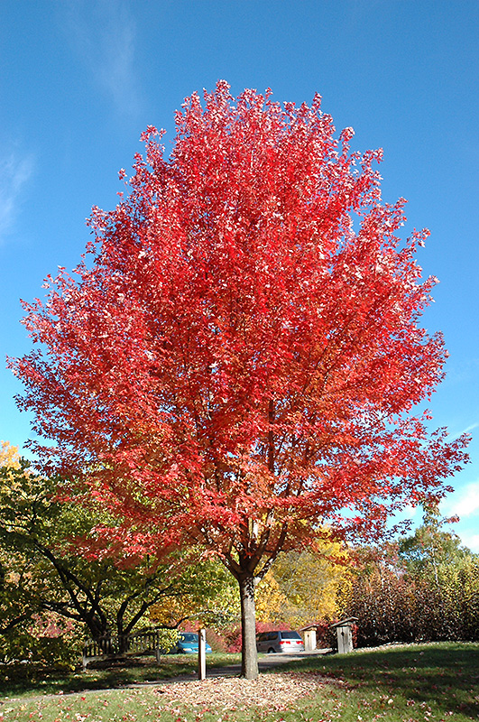 Autumn Blaze Maple (Acer x freemanii 'Jeffersred') at Alsip Home and Nursery
