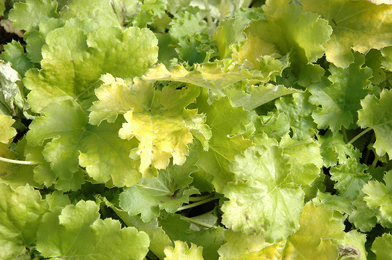 Lime Rickey Coral Bells (Heuchera 'Lime Rickey') at Alsip Home and Nursery