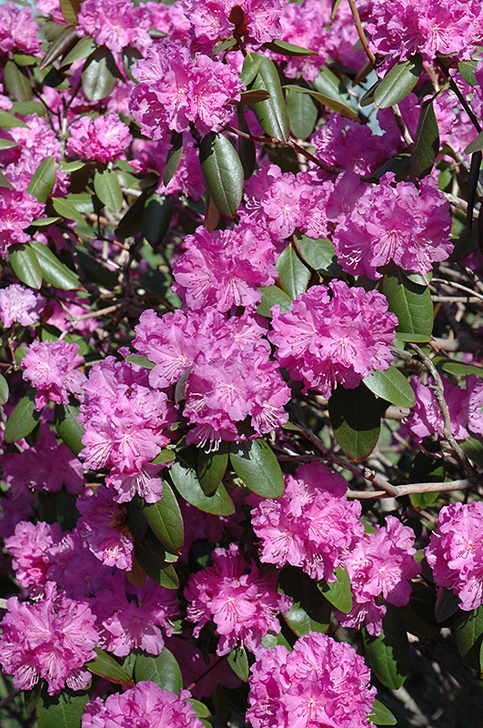 P.J.M. Rhododendron (Rhododendron 'P.J.M.') at Alsip Home and Nursery