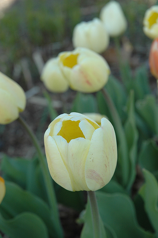 Cream Jewel Tulip (Tulipa 'Cream Jewel') at Alsip Home and Nursery