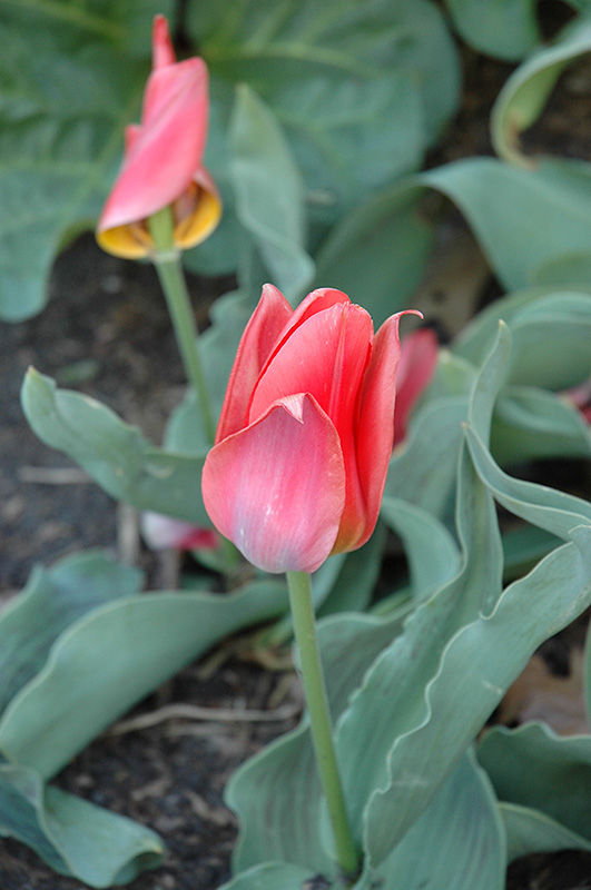 Toronto Tulip (Tulipa 'Toronto') at Alsip Home and Nursery