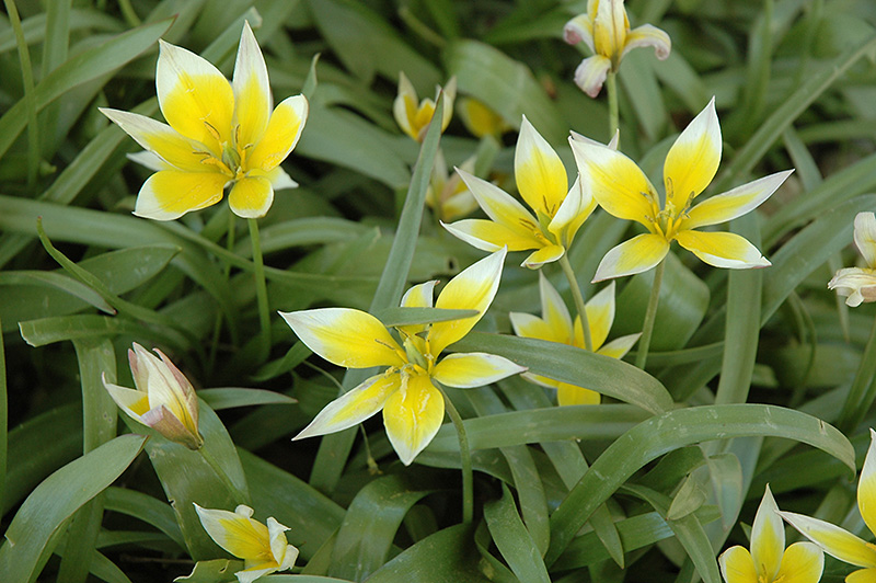 Daystemon Tulip (Tulipa tarda) at Alsip Home and Nursery