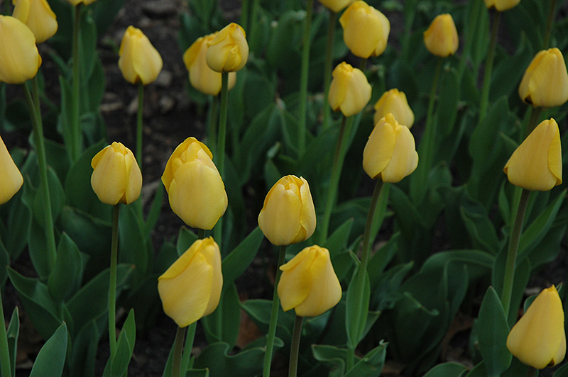 Golden Parade Tulip (Tulipa 'Golden Parade') at Alsip Home and Nursery