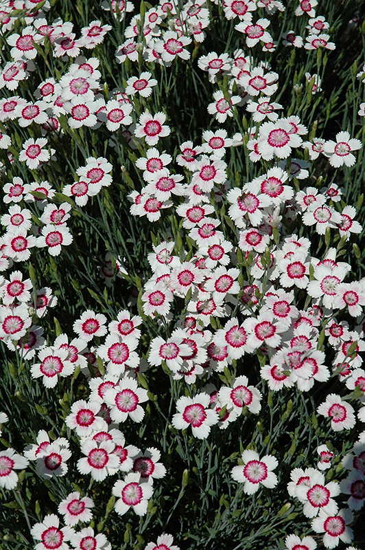 Arctic Fire Maiden Pinks (Dianthus deltoides 'Arctic Fire') at Alsip Home and Nursery