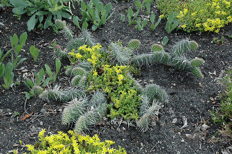 Prickly Pear Cactus (Opuntia polyacantha) at Alsip Home and Nursery