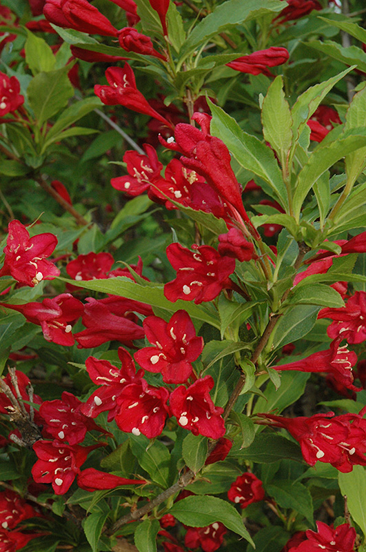 Red Prince Weigela (Weigela florida 'Red Prince') at Alsip Home and Nursery