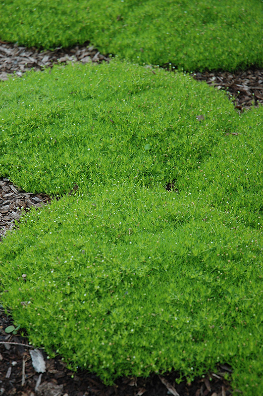 Irish Moss (Sagina subulata) at Alsip Home and Nursery