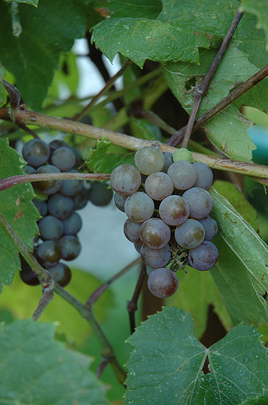 Atcan Grape (Vitis 'Atcan') at Alsip Home and Nursery