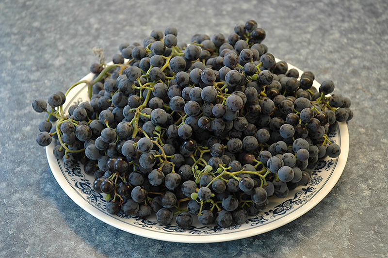Frontenac Grape (Vitis 'Frontenac') at Alsip Home and Nursery