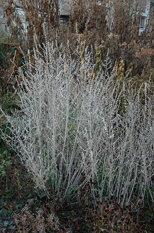 Russian Sage (Perovskia atriplicifolia) at Alsip Home and Nursery