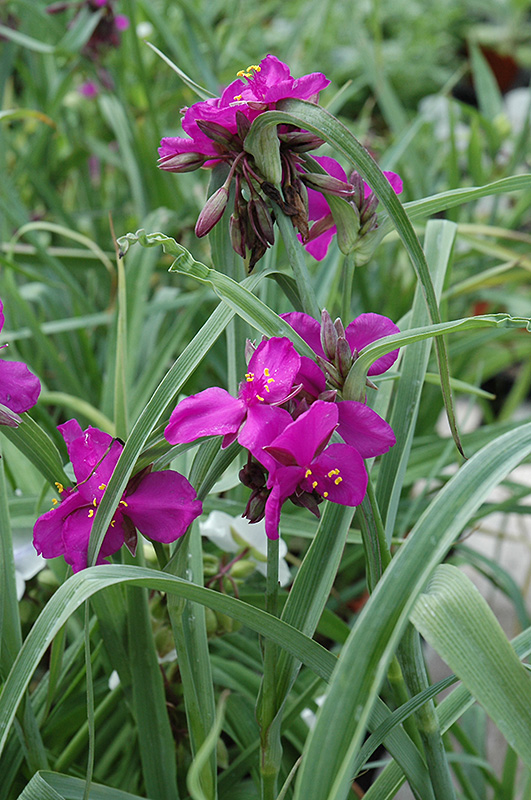 Red Grape Spiderwort (Tradescantia x andersoniana 'Red Grape') at Alsip Home and Nursery