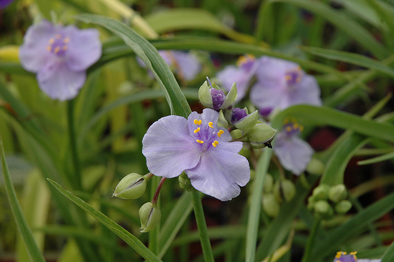 Little Doll Spiderwort (Tradescantia x andersoniana 'Little Doll') at Alsip Home and Nursery