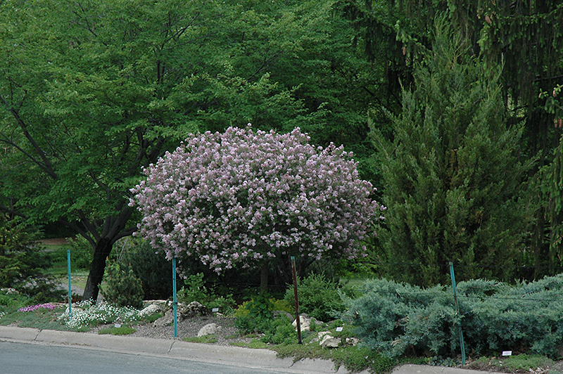Dwarf Korean Lilac (tree form) (Syringa meyeri 'Palibin (tree form)') at Alsip Home and Nursery