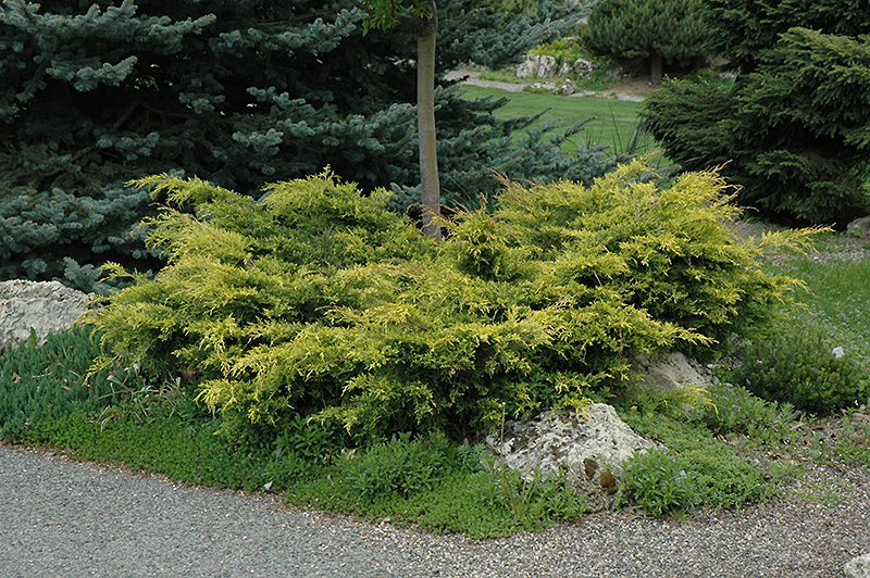 Old Gold Juniper (Juniperus x media 'Old Gold') at Alsip Home and Nursery