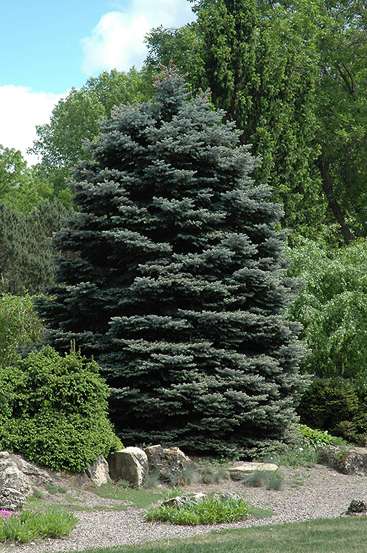 Fat Albert Blue Spruce (Picea pungens 'Fat Albert') at Alsip Home and Nursery