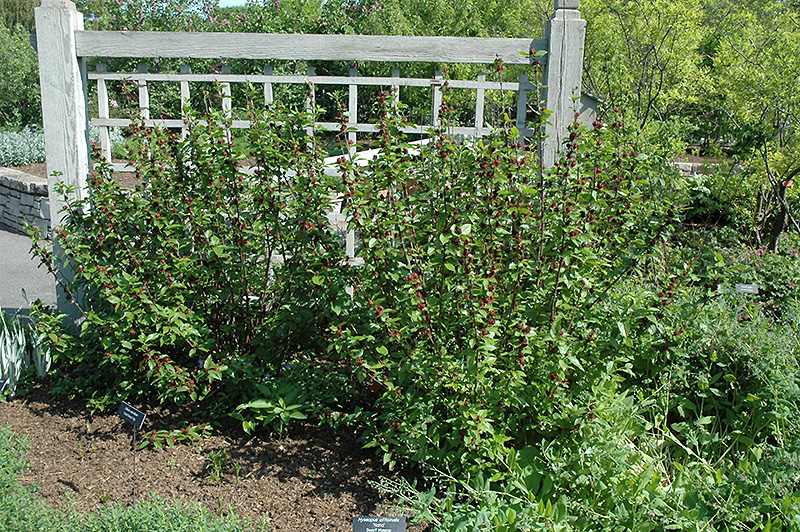 Common Sweetshrub (Calycanthus floridus) at Alsip Home and Nursery