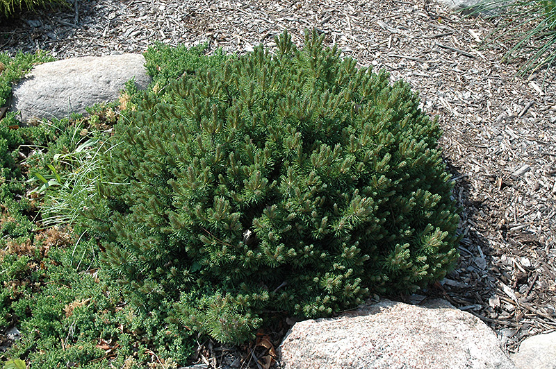 Valley Cushion Mugo Pine (Pinus mugo 'Valley Cushion') at Alsip Home and Nursery