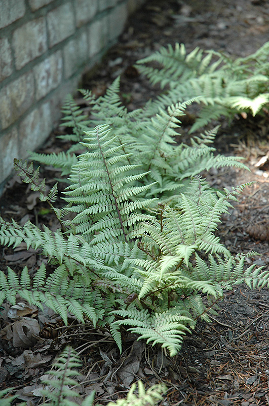 Ghost Fern (Athyrium 'Ghost') at Alsip Home and Nursery