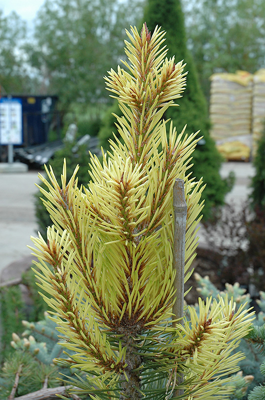 Taylor's Sunburst Lodgepole Pine (Pinus contorta 'Taylor's Sunburst') at Alsip Home and Nursery
