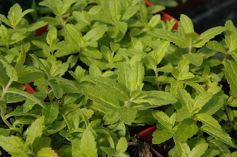 Aztec Gold Creeping Speedwell (Veronica prostrata 'Aztec Gold') at Alsip Home and Nursery