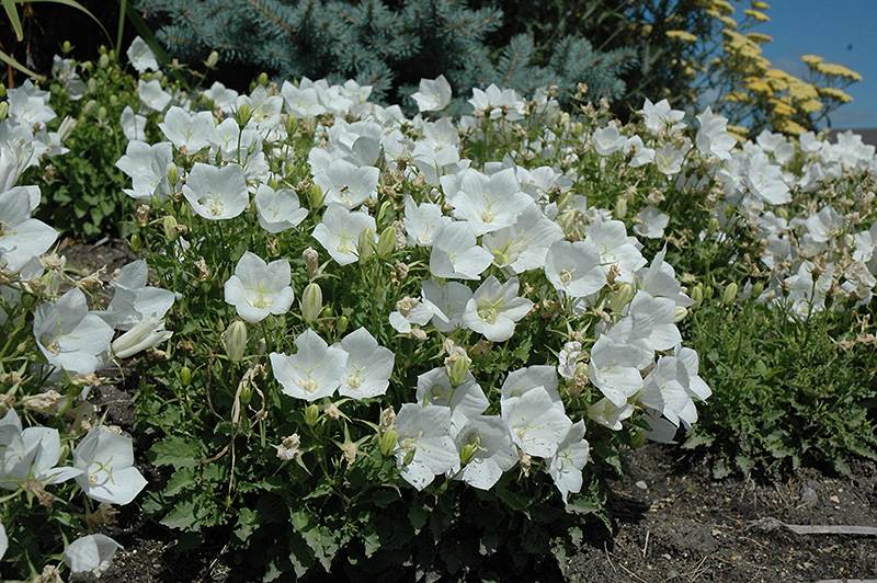 White Clips Bellflower (Campanula carpatica 'White Clips') at Alsip Home and Nursery