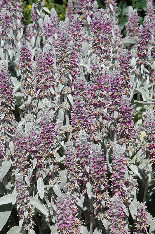 Lamb's Ears (Stachys byzantina) at Alsip Home and Nursery