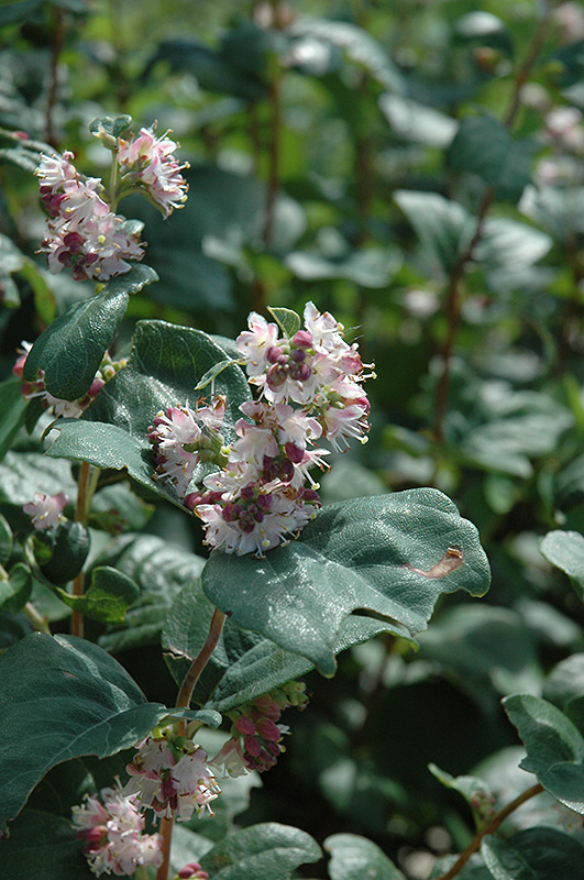 Wolfberry (Symphoricarpos occidentalis) at Alsip Home and Nursery