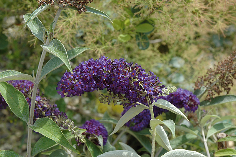 Adonis Blue Butterfly Bush (Buddleia davidii 'Adokeep') at Alsip Home and Nursery