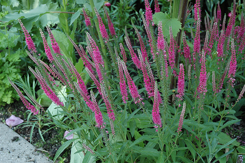 Red Fox Speedwell (Veronica spicata 'Red Fox') at Alsip Home and Nursery