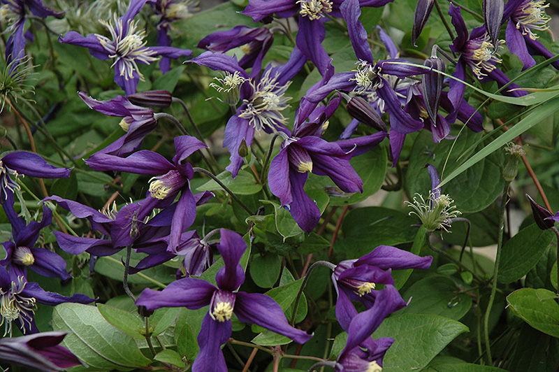 Petit Falcon Clematis (Clematis 'Petit Falcon') at Alsip Home and Nursery