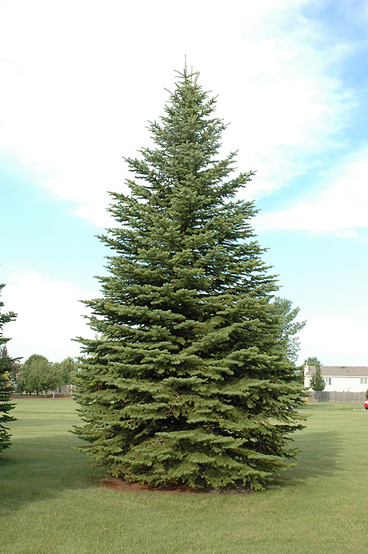 Colorado Spruce (Picea pungens) at Alsip Home and Nursery